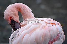 火烈鳥(niǎo),粉紅色,動(dòng)物