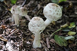 蘑菇,森林,花园