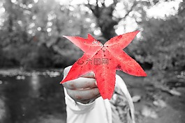 秋天,秋季的紅離開,秋