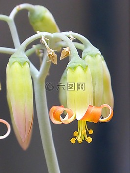 花,鐘聲,美