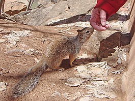 松鼠,動物,地松鼠