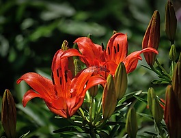 百合花,紅色,花