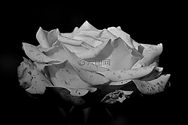 玫瑰,黑色和白色,花