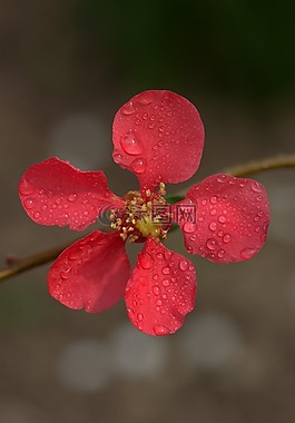 花卉,粉紅色,桃