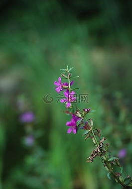 野生花卉,鮮花,河