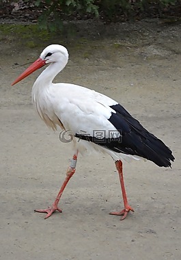 鸛,動物,鳥