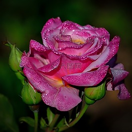 玫瑰,粉紅色,花