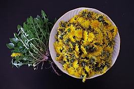 蒲公英,健康,沙拉