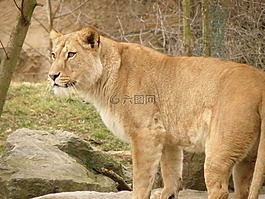 母獅,動(dòng)物園,獸