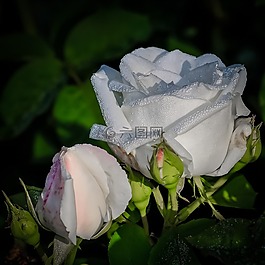 玫瑰,白,花