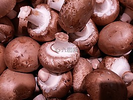 冠軍,布朗,蘑菇