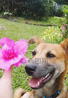 狗,花,小狗