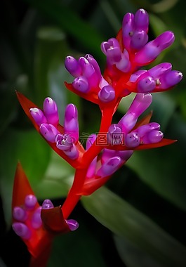花,粉紅色,自然