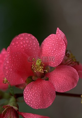 花卉,粉紅色,桃