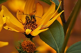 蜜蜂,黃色花,性質