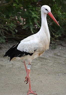 鸛,動(dòng)物,鳥(niǎo)