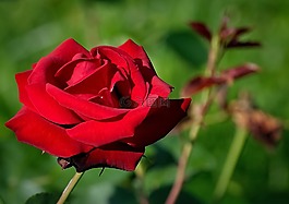 玫瑰,紅色,花