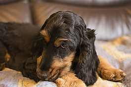 狗,动物,美国可卡犬