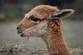 vicuña,动物,哺乳动物