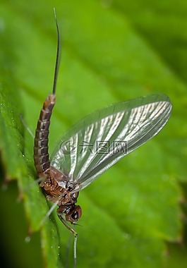 昆蟲,性質(zhì),翼