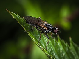 昆蟲,性質(zhì),生活的本質(zhì)