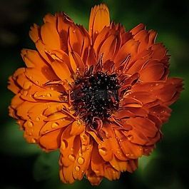 花,橙色,自然