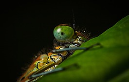 昆蟲,bespozvonochnoe,性質(zhì)