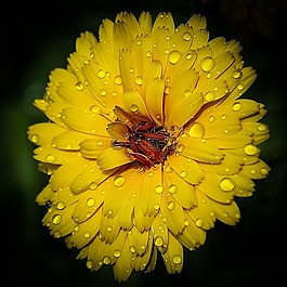 花,黃色,自然