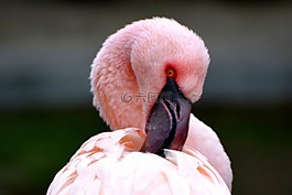 火烈鳥(niǎo),粉紅色,動(dòng)物