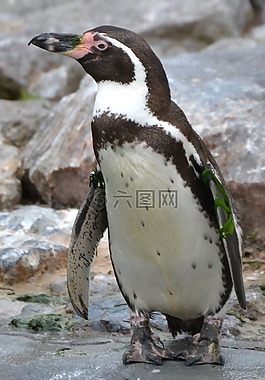 鳥,動物,企鵝
