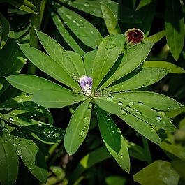 植物,葉子,雨點(diǎn)