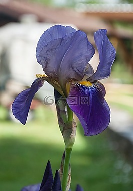 虹膜,開花,廠