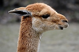 vicuña,动物,哺乳动物