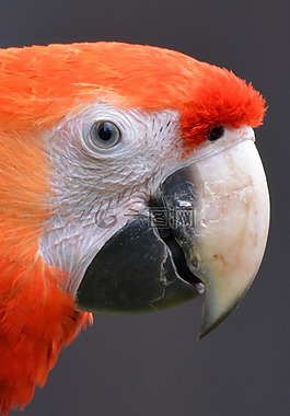 鸚鵡,動物,鳥