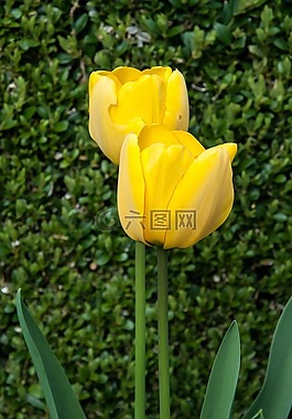 郁金香,性質(zhì),廠