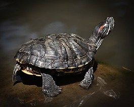 龜,turtoise,爬行動物