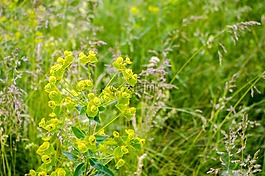 性質(zhì),植物,夏季
