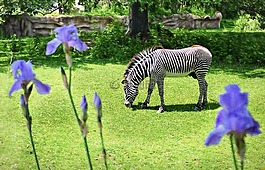 斑馬,動物園,野生動物