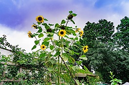 太陽花,夏季,花園