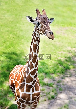 長頸鹿,小長頸鹿,動物園