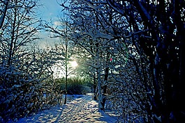 雪,樹,冬天