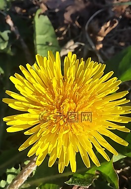蒲公英,花卉,春天