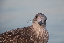 海鷗,海灘,海洋
