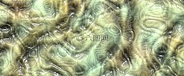 旗幟,標(biāo)題,生物