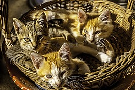 貓,兄弟,動物