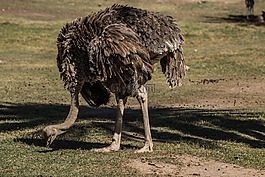 鴕鳥(niǎo),鳥(niǎo),動(dòng)物園