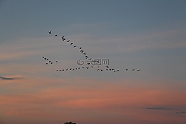 候鳥,鳥類,飛的鳥