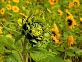 绿色植物花苞图片_绿色植物花苞素材_绿色植物花苞模板免费下载-六