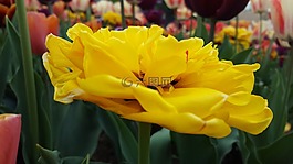 開花,黃色,黃色花
