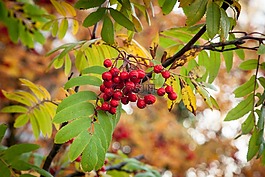 rowanberry,秋天,秋